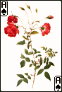 Roses2